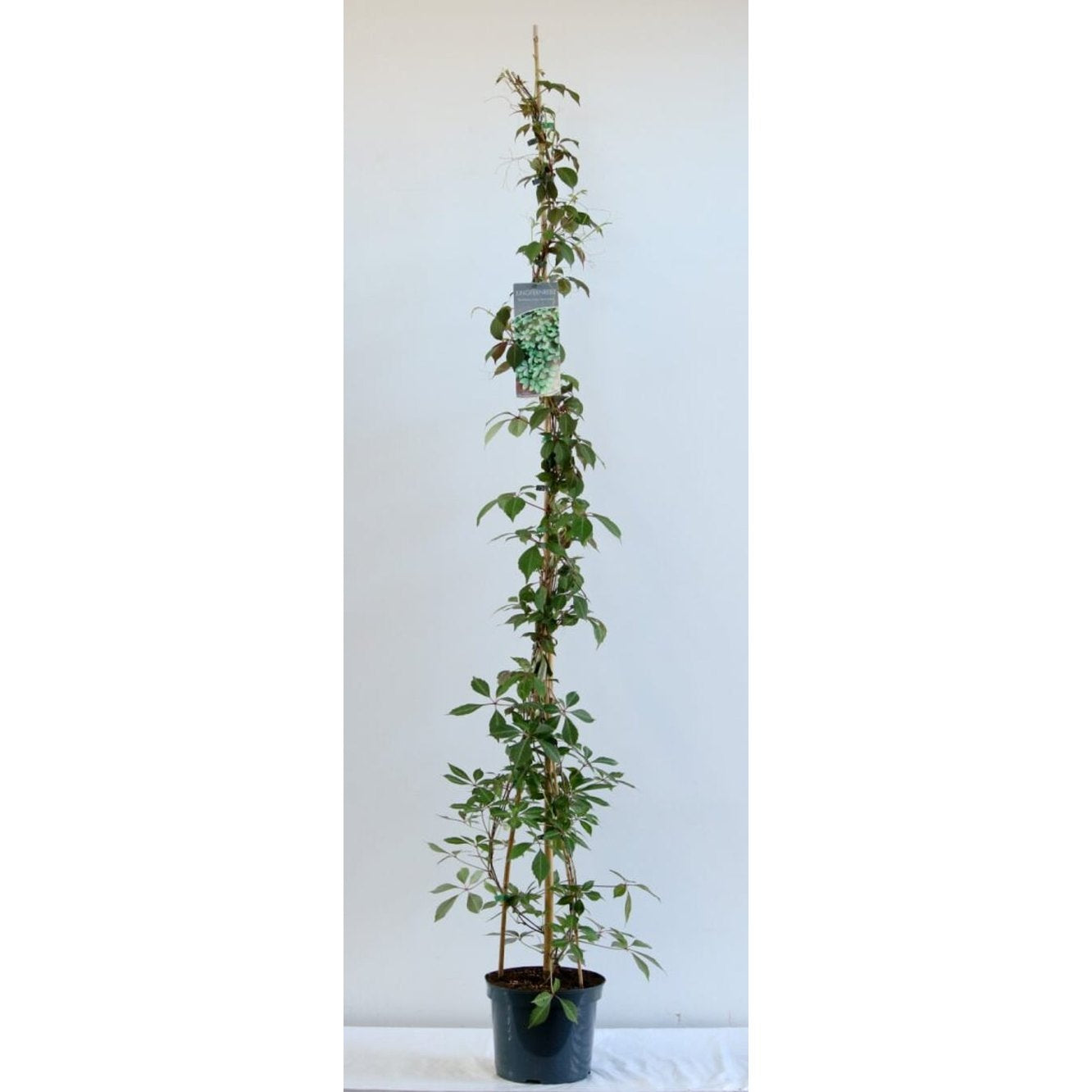 Klättervildvin – Parthenocissus henryana - C7.5 225-275 CM Stock